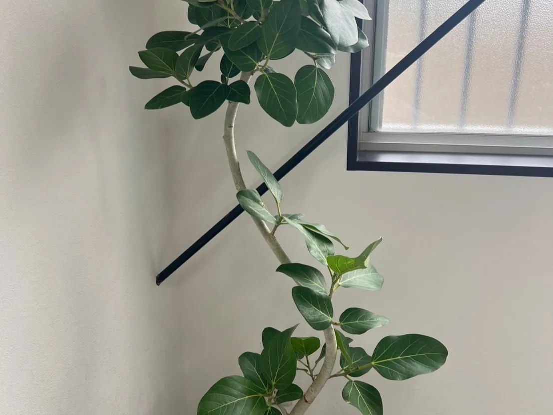 この度3月より新事務を開設しました❗️