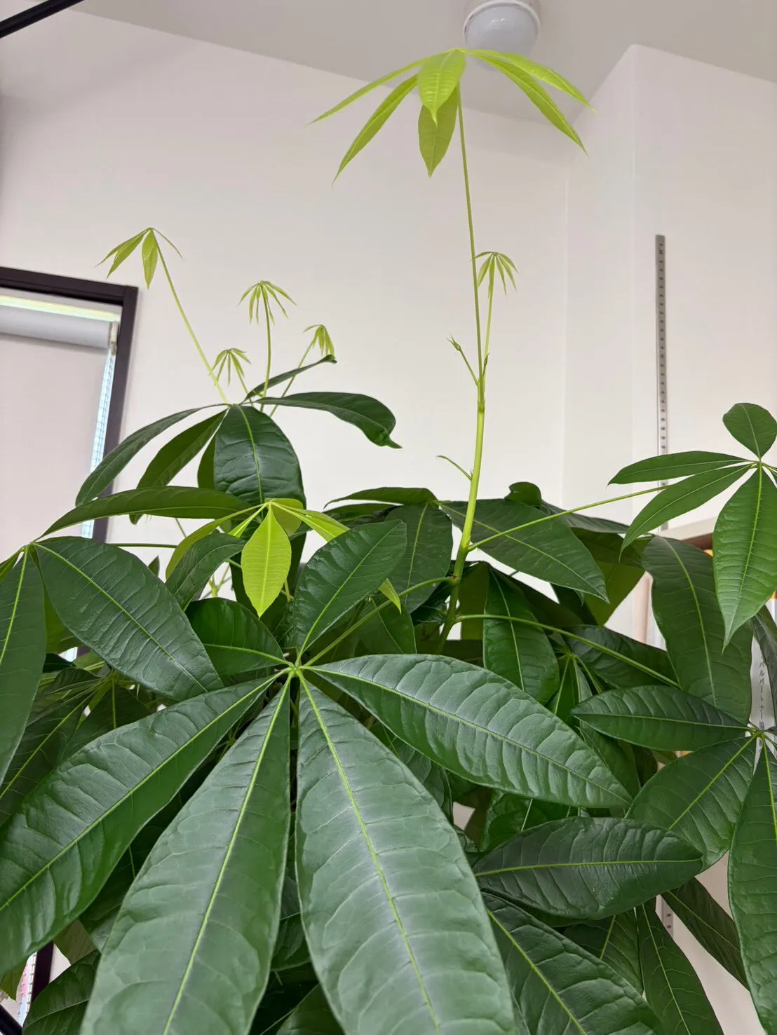 🌿新しい葉が次々と芽吹いています。