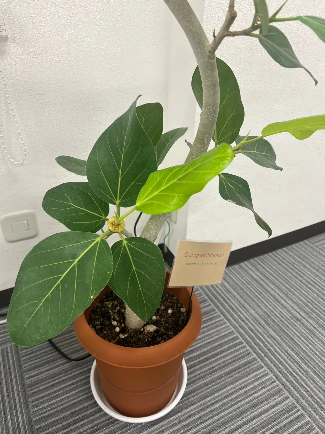 🌿新しい葉が次々と芽吹いています。