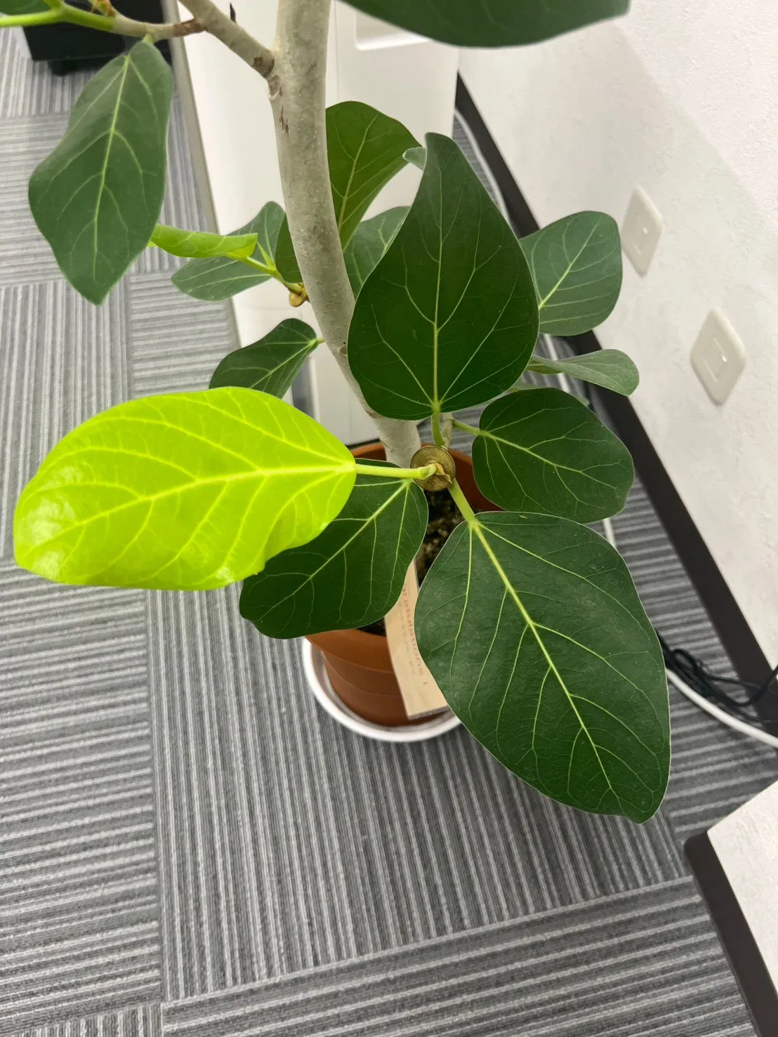 🌿新しい葉が次々と芽吹いています。