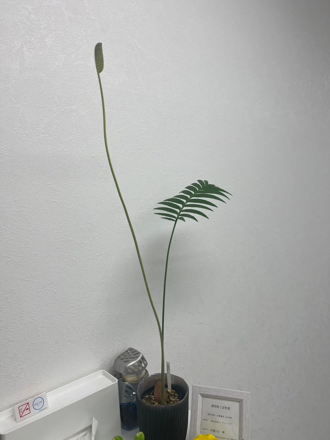 🌿新しい葉が次々と芽吹いています。